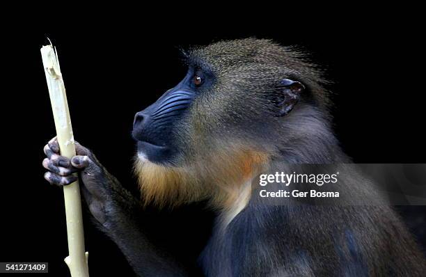 the descent of man - baboons stock-fotos und bilder