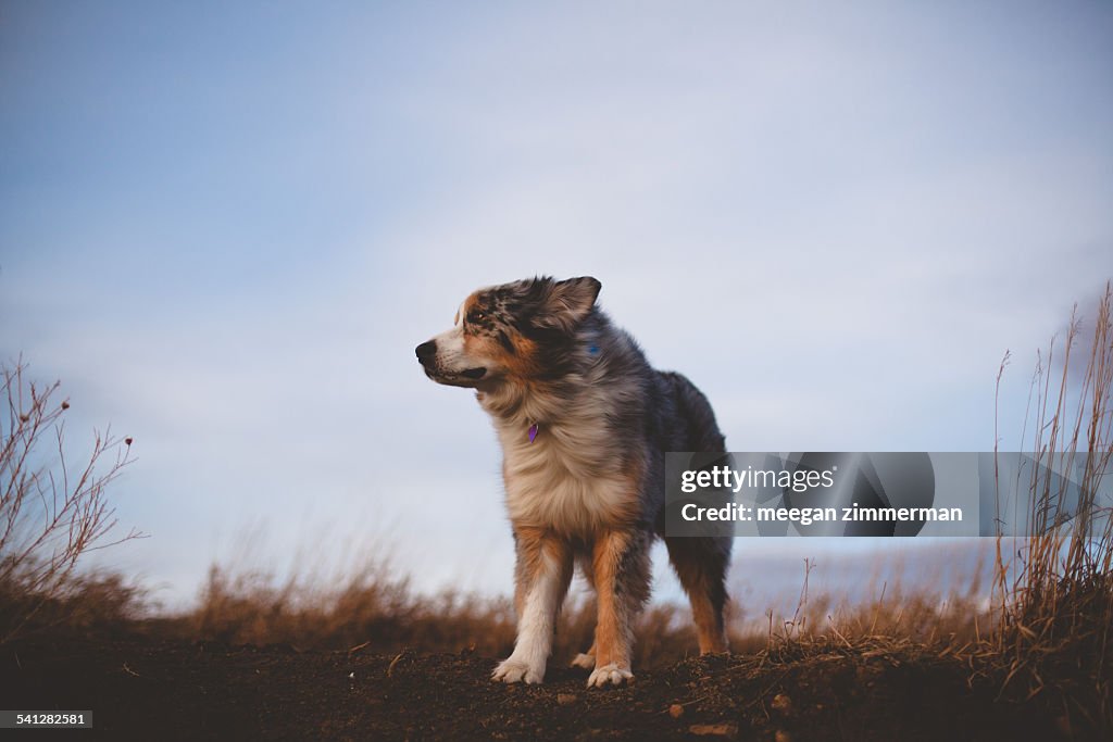 Australian shepherd dog with fur blowing