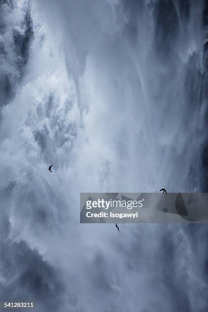 birds in the waterfall - isogawyi stockfoto's en -beelden