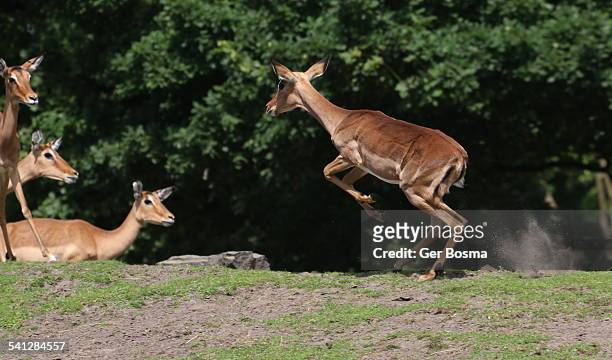 impala leap of faith - running deer shooting stock pictures, royalty-free photos & images