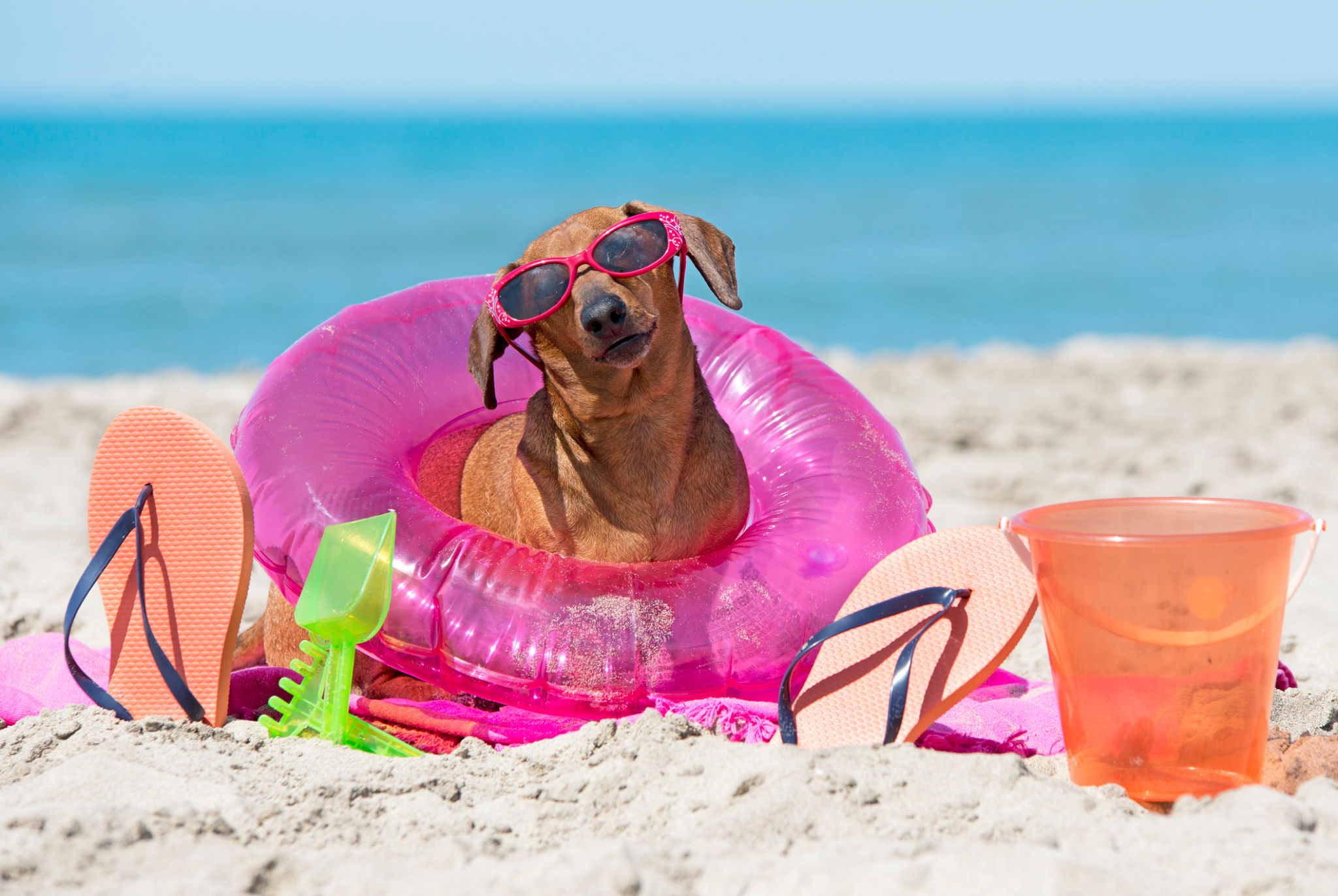 pet beach photography