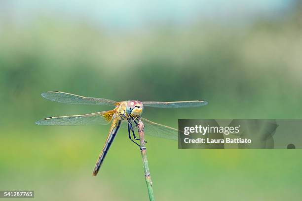 dragonfly - anax imperator stockfoto's en -beelden