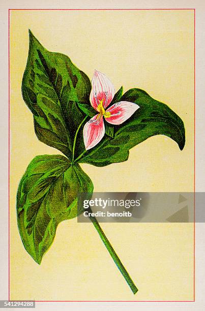 painted trillium - trillium stock illustrations