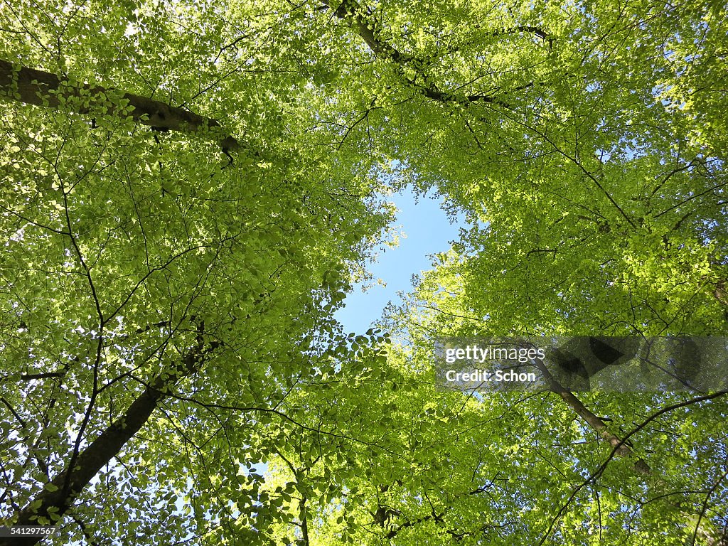 Tree crowns with an opening against blue sky