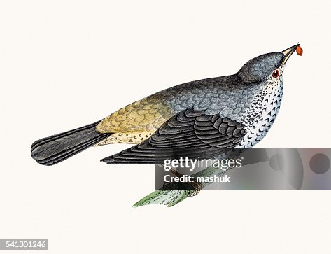 Mistle thrush bird Mistle thrush bird