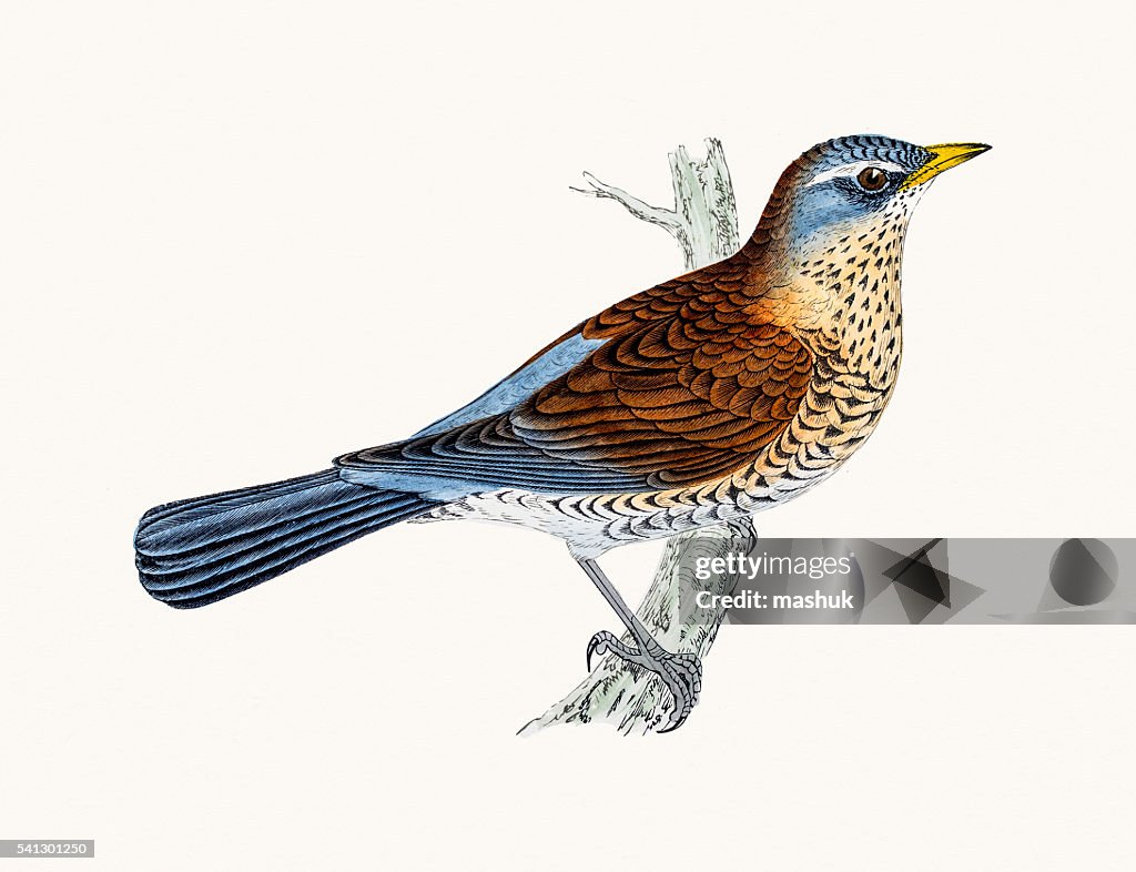 Fieldfare bird