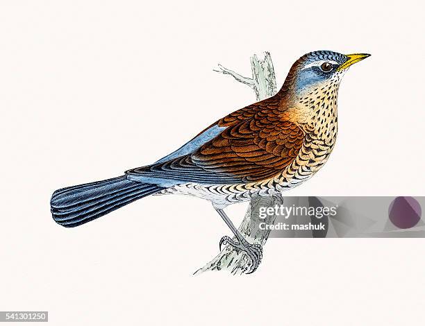 fieldfare bird - thrush stock illustrations