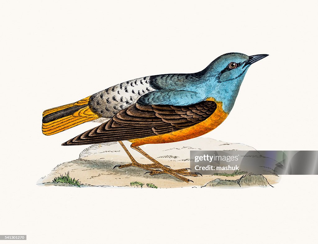 Rock Thrush bird