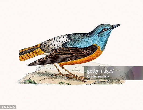 rock thrush bird - thrush stock illustrations