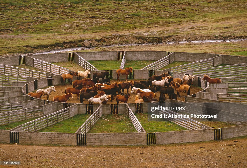 Horses in Corral