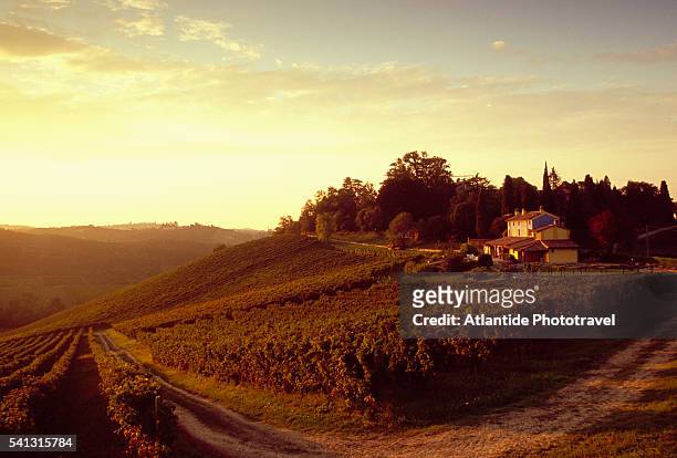 vineyard at sunset - emilia-romagna stock pictures, royalty-free photos & images