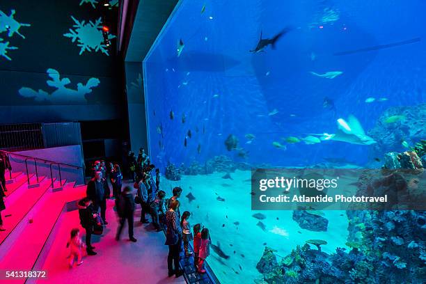 kastrup, den blå planet (national aquarium denmark), the interior during the christmas period (3xn architects) - blå stock-fotos und bilder
