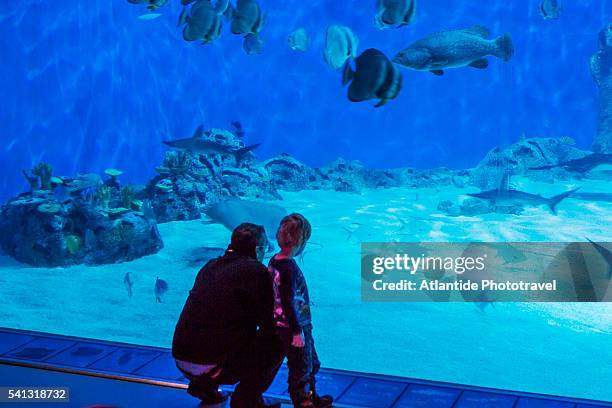 kastrup, den blå planet (national aquarium denmark), the interior (3xn architects) - blå stock-fotos und bilder
