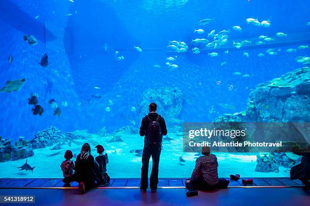 kastrup, den blå planet (national aquarium denmark), the interior (3xn architects) - blå stock-fotos und bilder