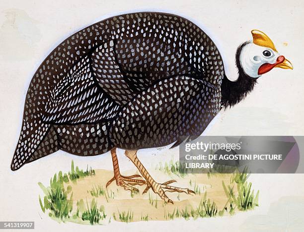 Helmeted guineafowl , Numididae, drawing.