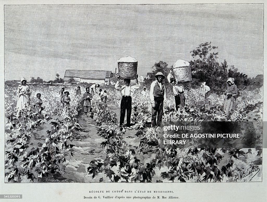 Cotton harvest in the State of Mississippi...