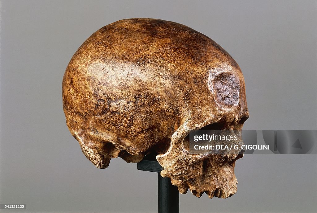 Homo sapien skull found in Abri de Cro-Magnon...