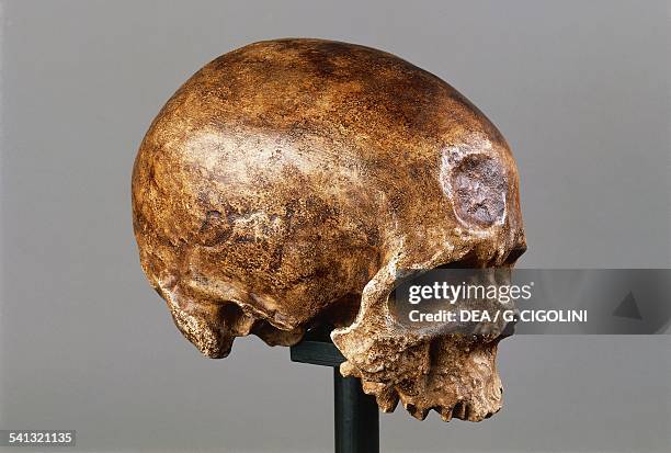 Homo sapien skull found in Abri de Cro-Magnon, France.