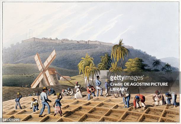Slaves planting sugarcane illustration by William Clark from Ten views in the island of Antigua. Antigua and Barbuda, 19th century.