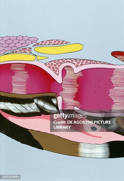 Larynx, tone and timbre modulation of the voice, drawing.