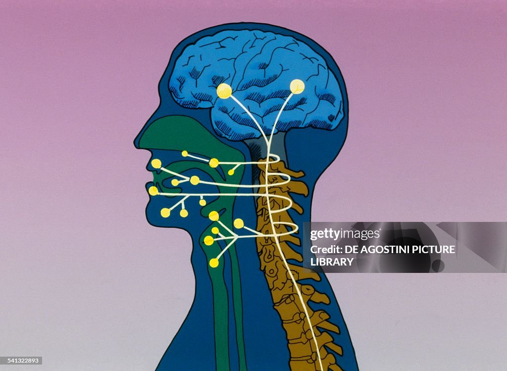 Nerve connection between brain and vocal apparatus...