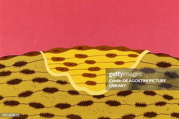 Osseous tissue, tissue reconstruction by osteoblasts, drawing. Step 2 of 2.