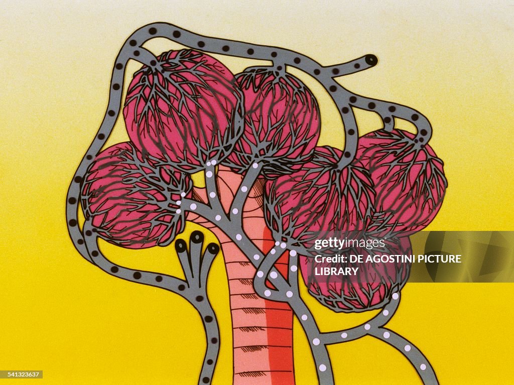 Pulmonary alveoli...