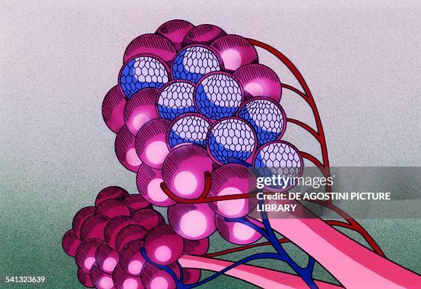 Pulmonary alveoli, sites of gas exchange between blood and inspired air, drawing.