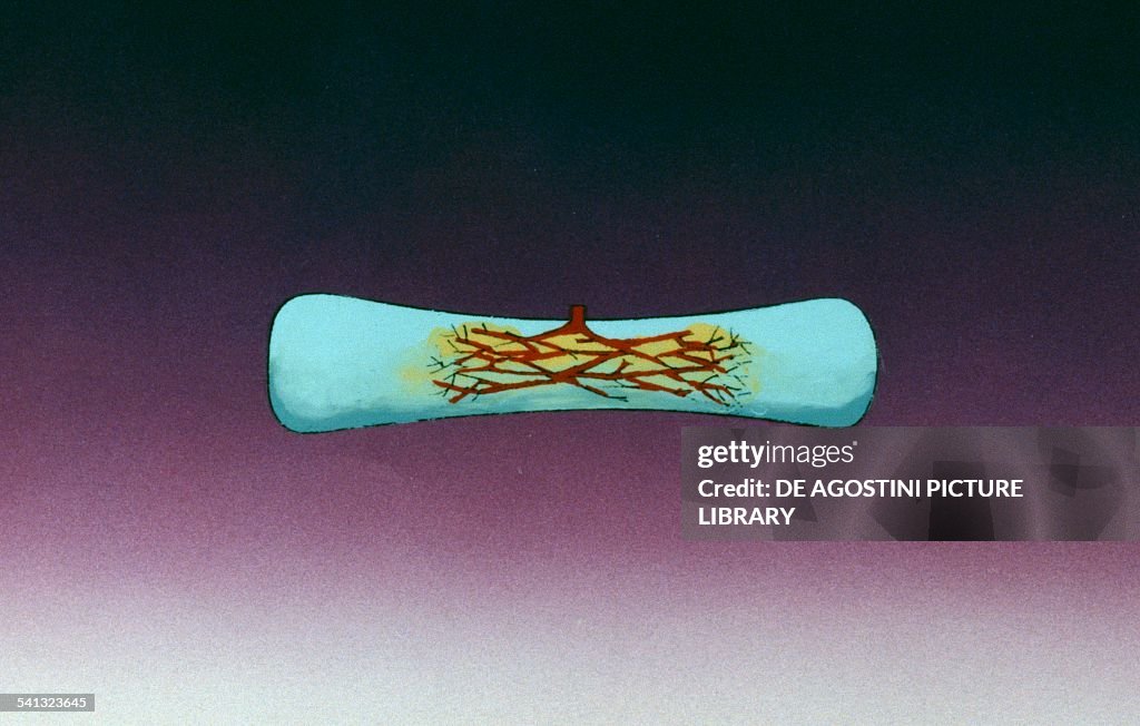 Ossification of embryonic cartilaginous skeleton