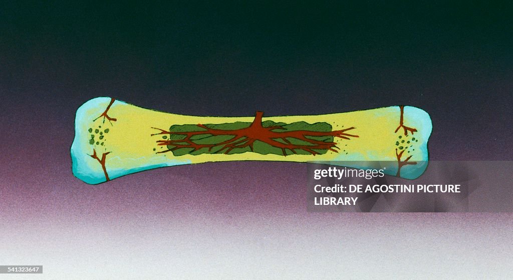 Ossification of embryonic cartilaginous skeleton