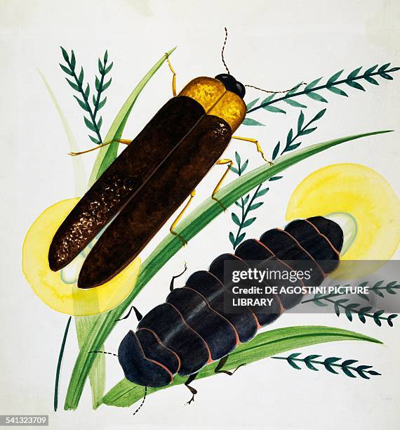 Male and female of Glow-worm , Lampyridae, drawing.