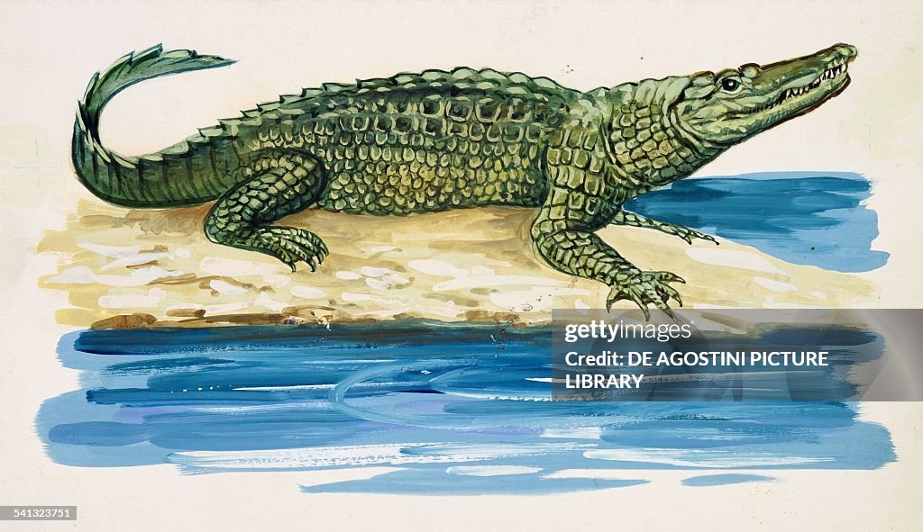 Nile crocodile, Crocodylidae, drawing