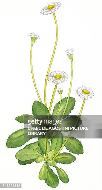 Common daisy, Lawn daisy or English daisy , Asteraceae, drawing.
