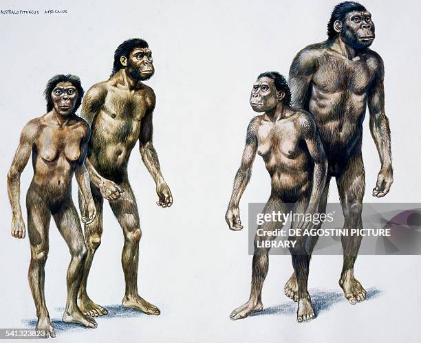 Hominids of the Australopithecus robustus or Paranthropus robustus genus, widespread in southern Africa, drawing.