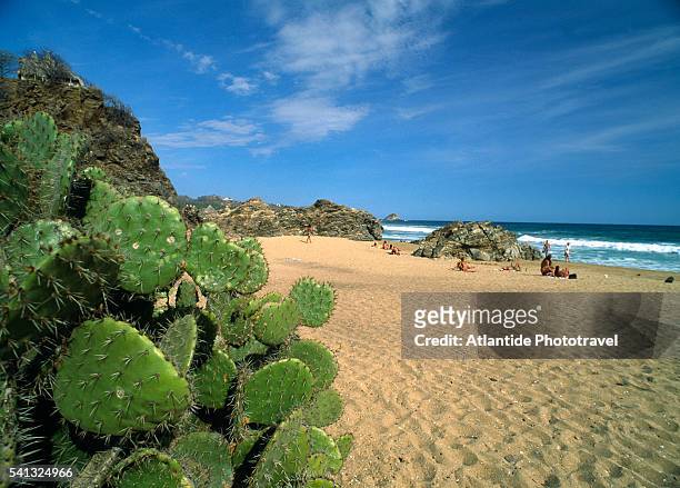 cactus at zipolite beach - oaxaca foto e immagini stock