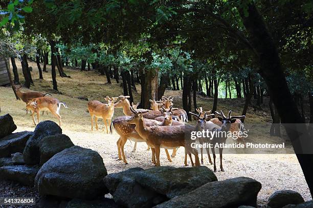 perda e liana natural monument in the gennargentu area - perda 個照片及圖片檔