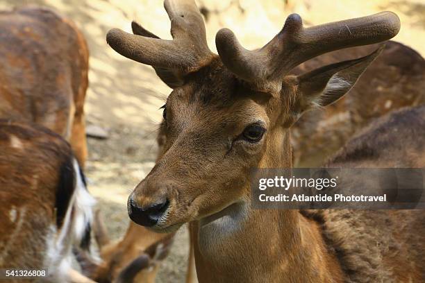 perda e liana natural monument is in the gennargentu mountain area - perda 個照片及圖片檔