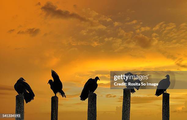 black vulture silhouettes - isla colon stock pictures, royalty-free photos & images