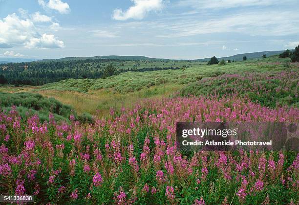 cevennes national park - cevennes stock pictures, royalty-free photos & images