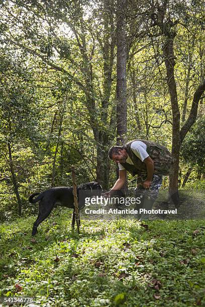 looking for truffles - san miniato stock pictures, royalty-free photos & images