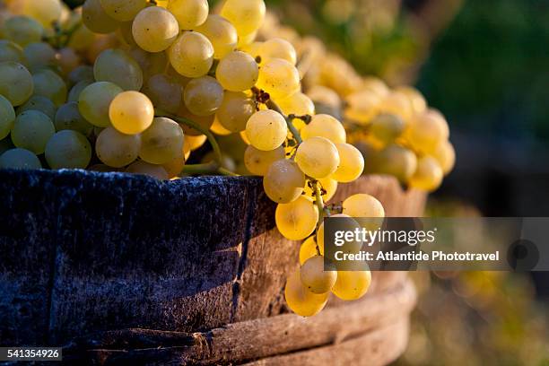 ischia island - grape harvest - azienda vinicola foto e immagini stock