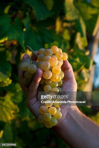 ischia island - grape harvest - hand fruit stock pictures, royalty-free photos & images