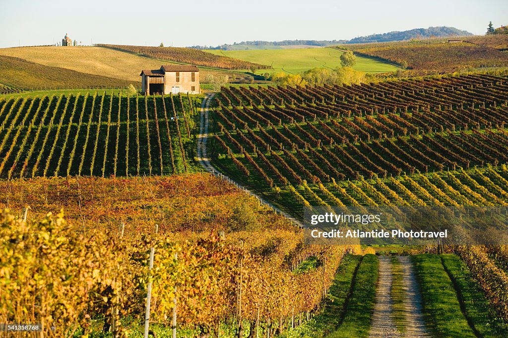 Vineyards Beside Unpaved Road