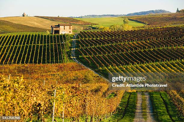 vineyards beside unpaved road - emilia-romagna stock pictures, royalty-free photos & images
