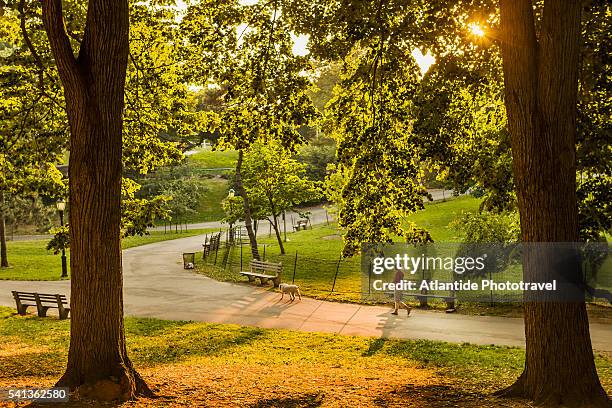 riverside park in manhattan - frauen hund park stock-fotos und bilder