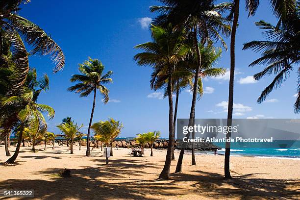 palm trees on condado beach in san juan - san juan puerto rico stock-fotos und bilder