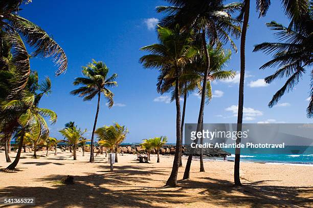 palm trees on condado beach in san juan - san juan foto e immagini stock