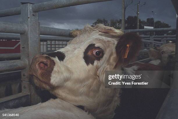 Inside the Soviba slaughterhouse.