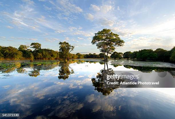 clouds and trees reflecting on waters of mutum river - pantanal stockfoto's en -beelden