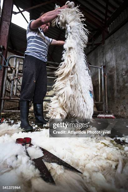 Shearing Rag 126 Shearing Metal Stock Photos, High-Res Pictures, and Images - Getty ...